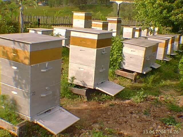 Продам Пасека Пасіка