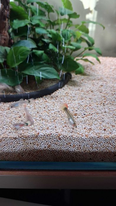 Guppy's Juvenis (Aquário Particular)