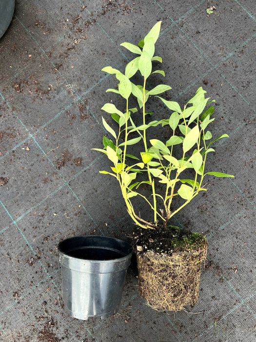 Sadzonki borówki amerykańskiej różne odmiany CAC, paszporty