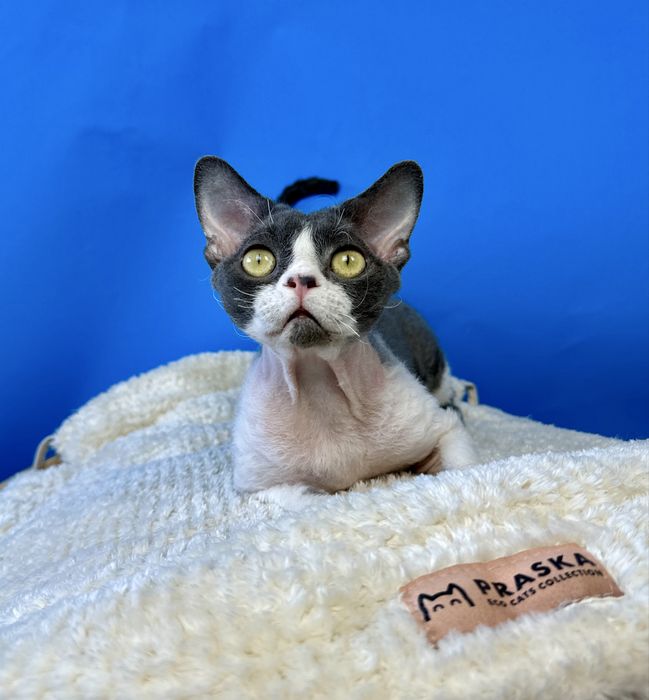 Devon rex  kocurek