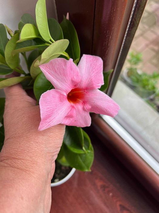 Дипладения CREAM PINK