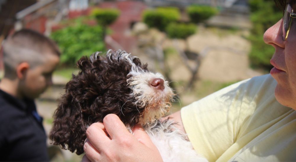 Lagotto Romagnolo piesek ZKwP FCI