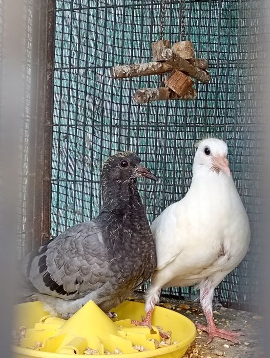 Vendo pombos novos