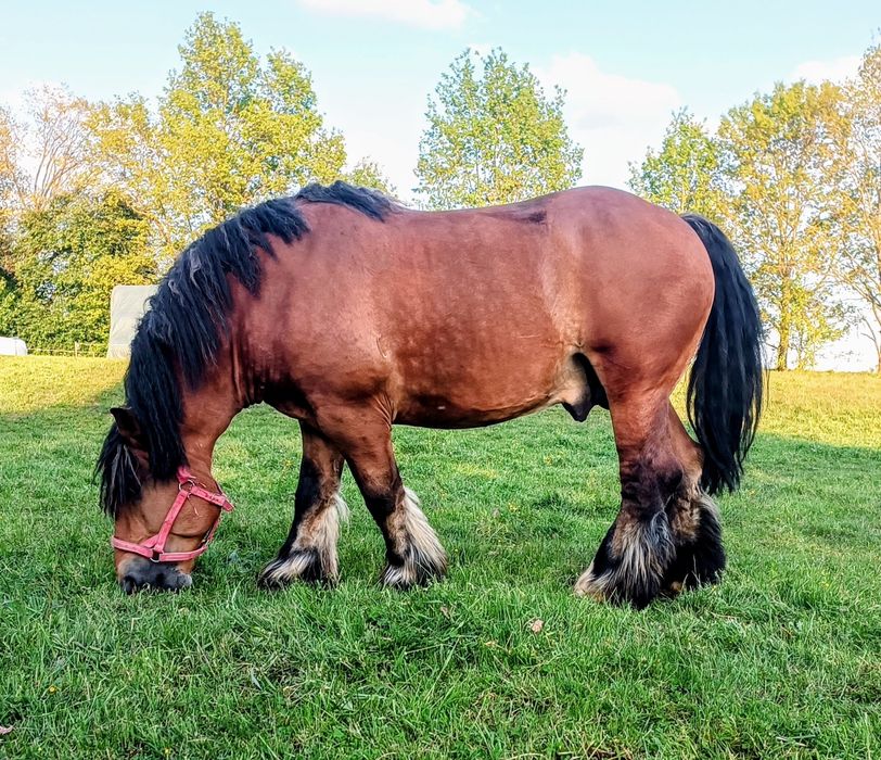 Stanówka  ogierem PKZ