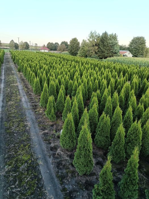 OKAZJA!!! Tuja Szmaragd