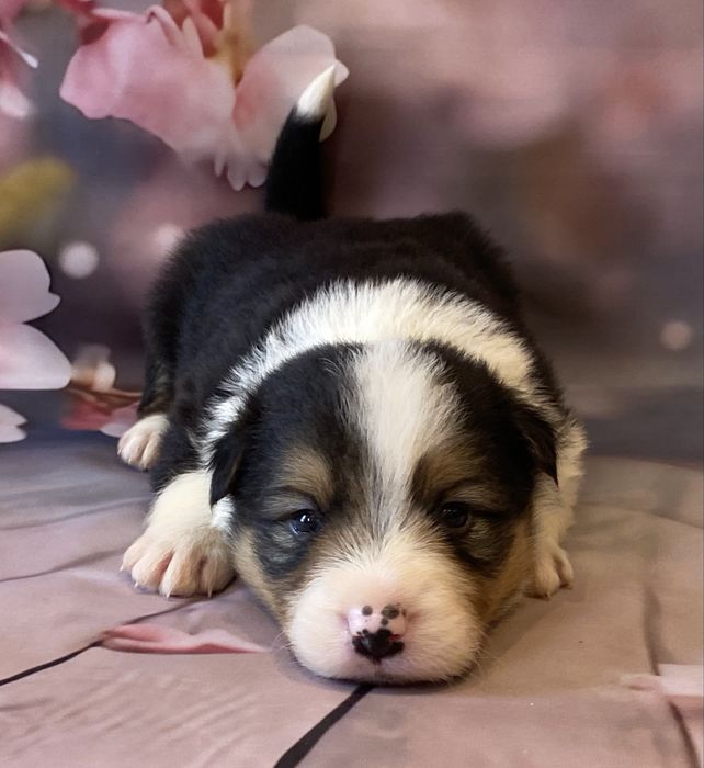 Border Collie chłopiec ARES