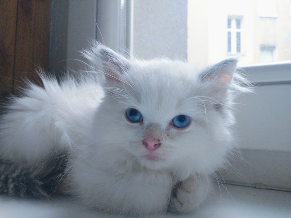 Kocięta ragdoll FPL  na lipiec