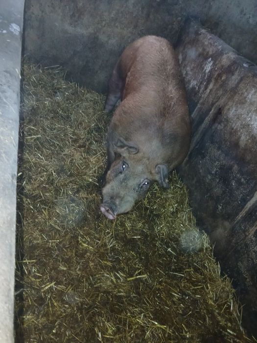 Sprzedam knura pietran Doruc