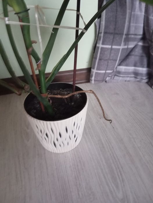 Sprzedam kwiat monstera