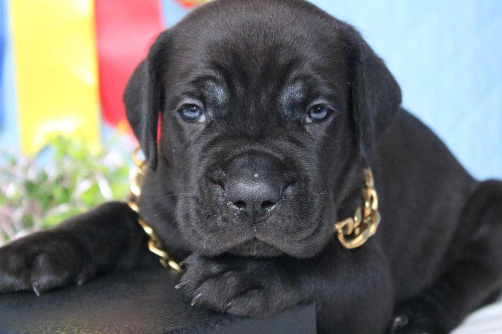 Кане Корсо у сiмью