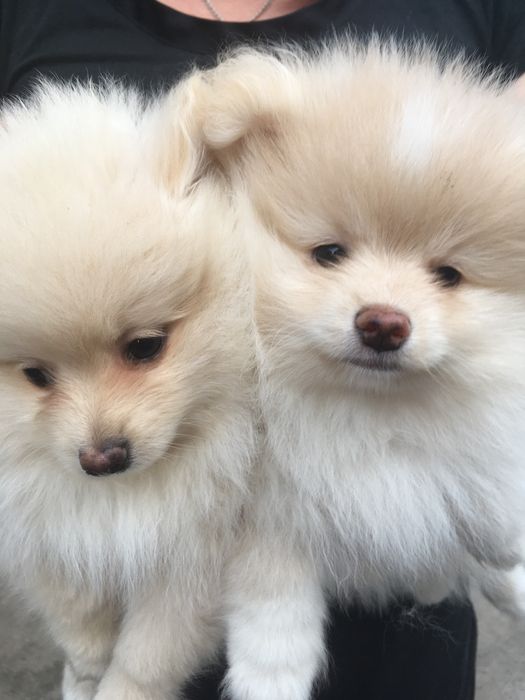 Померанские шпицы,два мальчика и девчуля