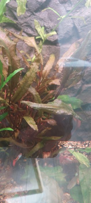 Cryptocoryne wendtii bordowa