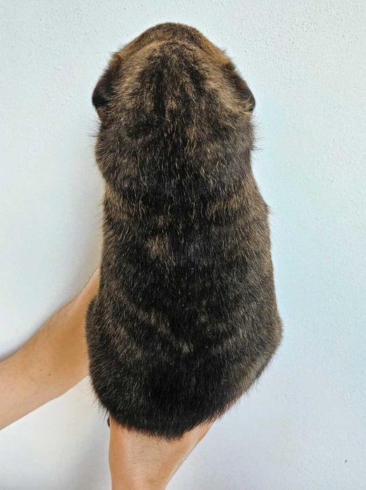 Cachorros Boxer e Labrador para Adoção