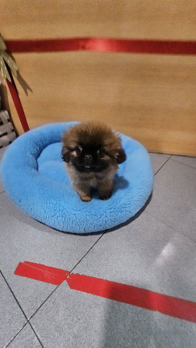 Pequinês fêmea pura