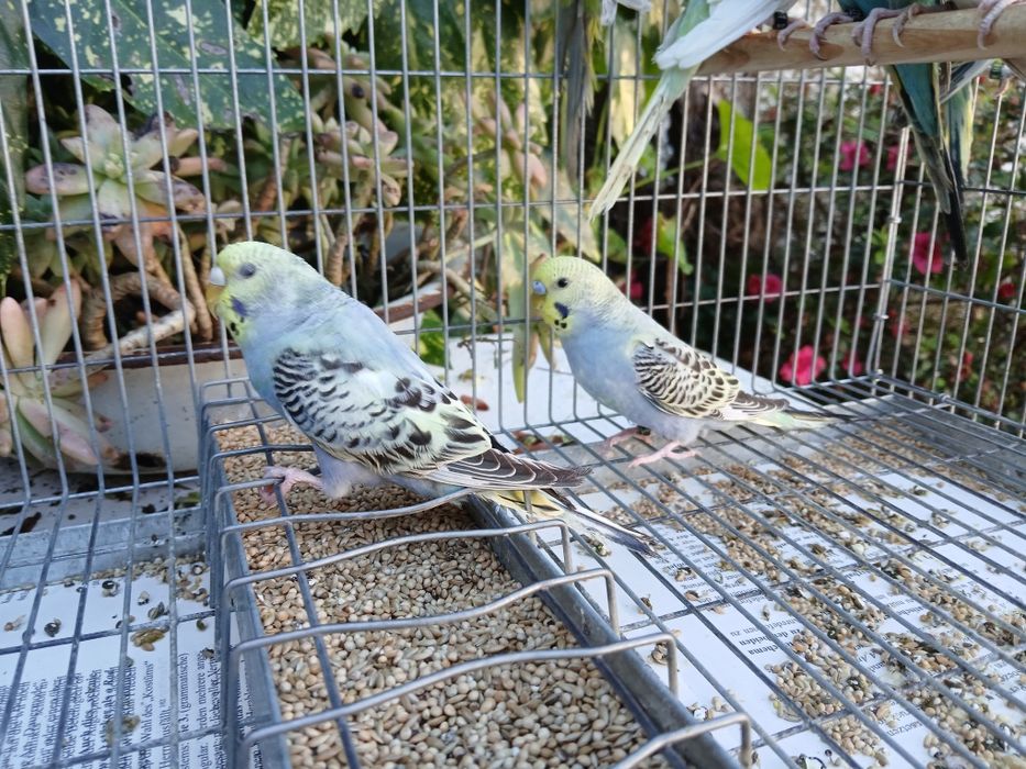 Periquitos Várias Mutações