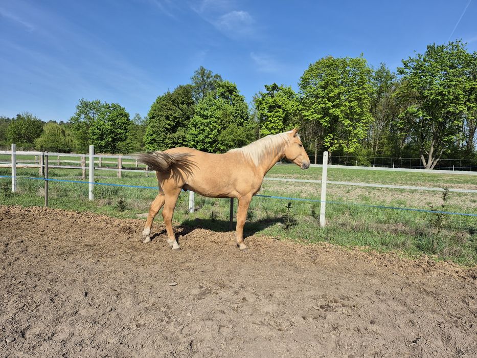 Sprzedam wałach 3 lata