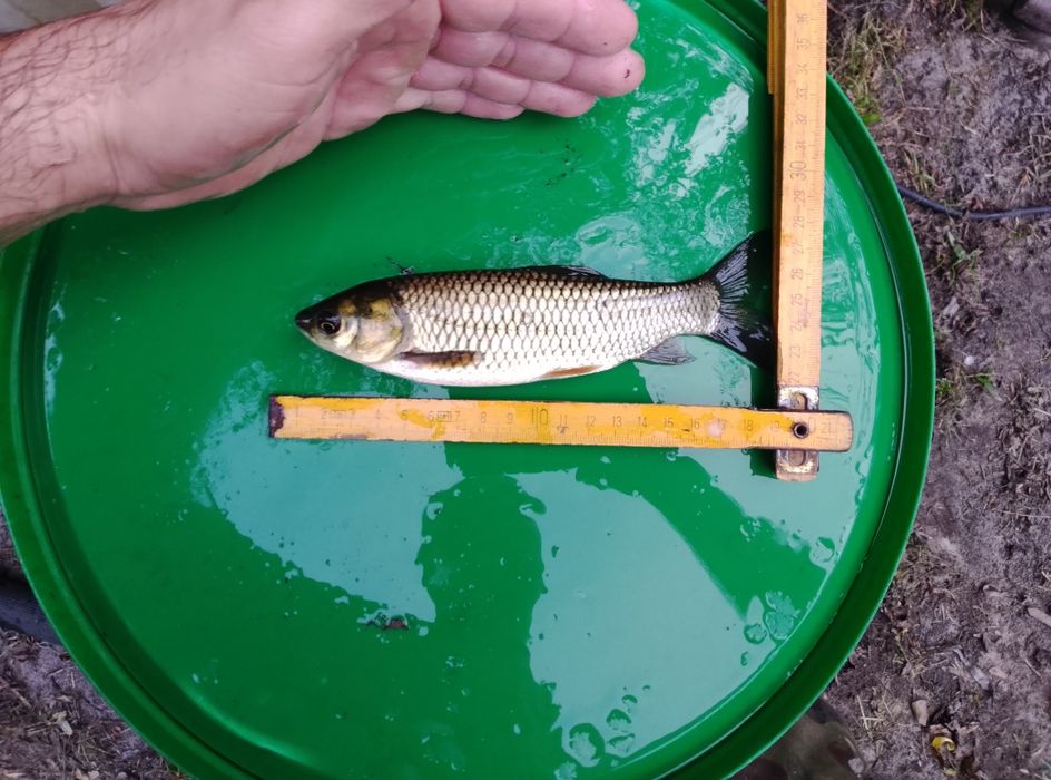 Narybek amura 15-20cm kroczek lipcówka Amur karp sazan