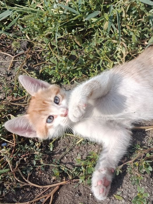 Продам пушистых котят