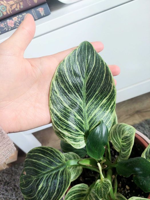 Planta Philodendron Brikin