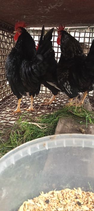 Бентамки півники молоді 11 місяців