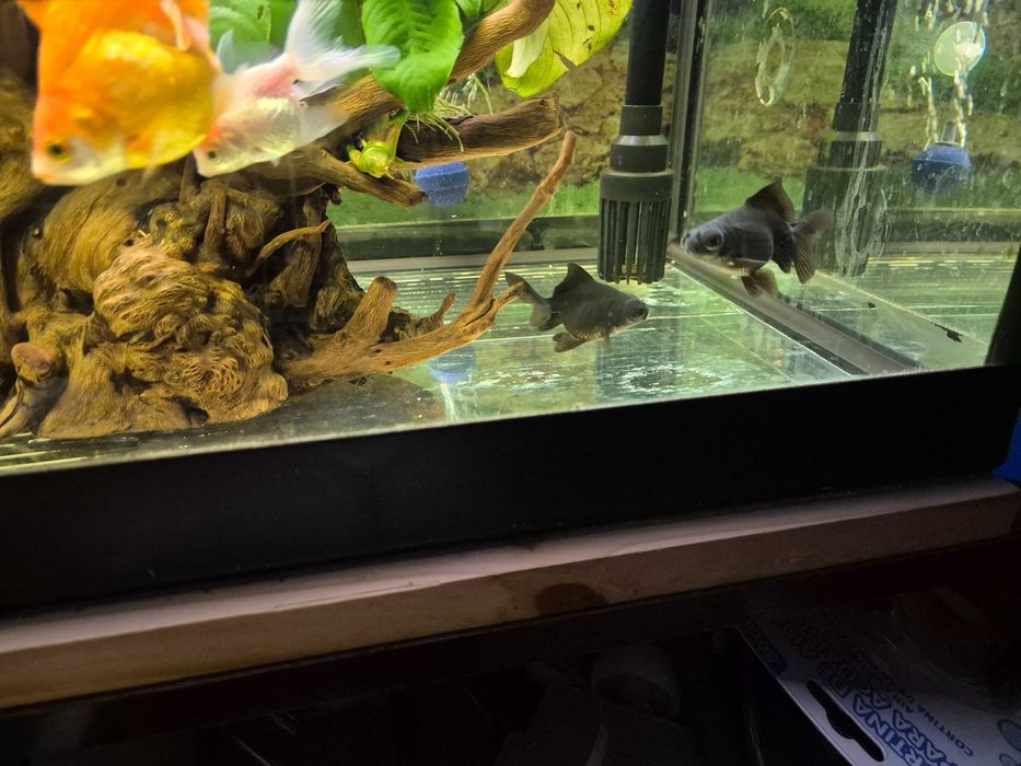 Peixe aqua fria (le o anúncio)