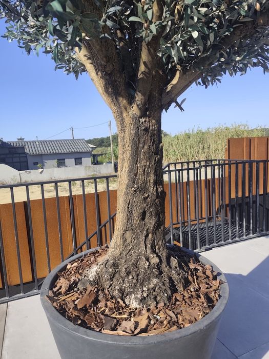 Oliveiras Artificiais de Luxo — Porte  Imponente