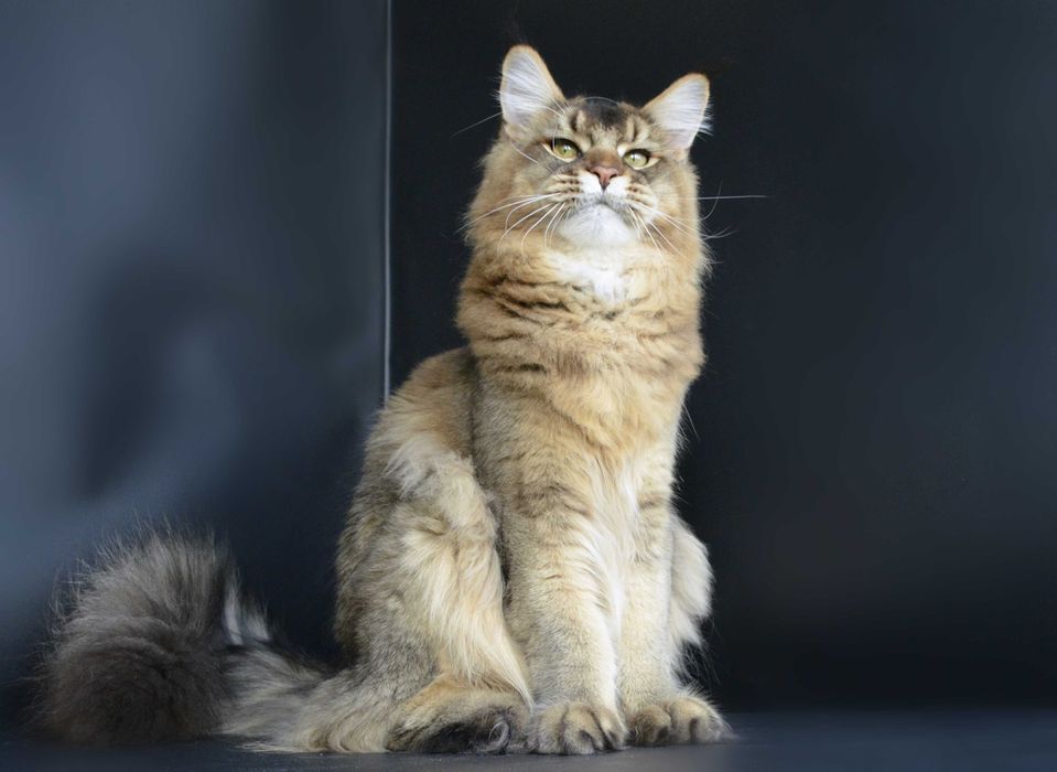 Мальчик Romeo .Мейн кун.