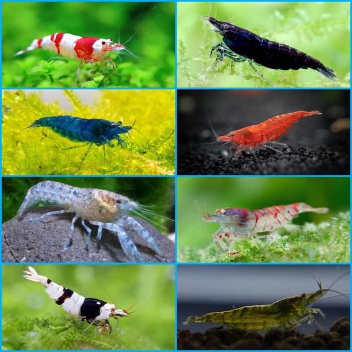 Aquasousa.com - Camarões Neocaridina/Madeira/Amano e Caracóis