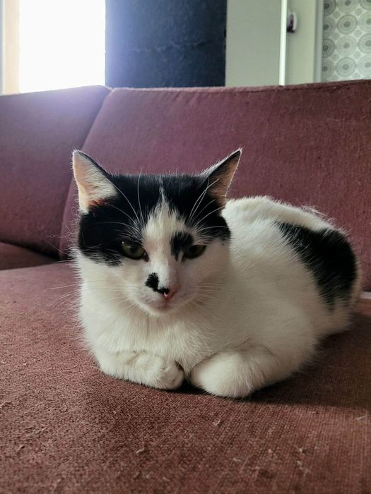 Lucynka do adopcji!