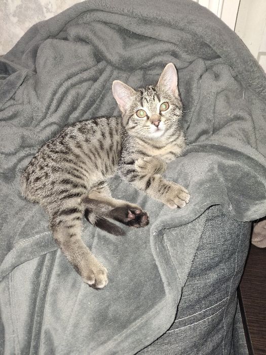 Кошенята безкоштовно