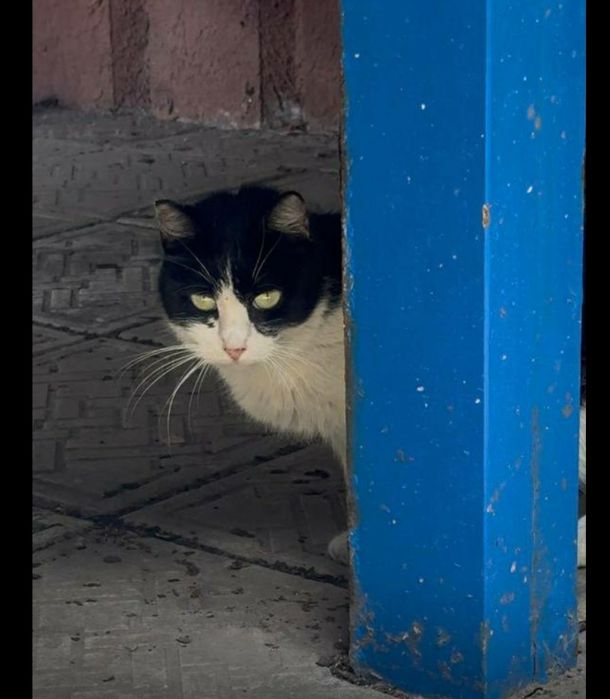 Кицюня шукає найкращу родину