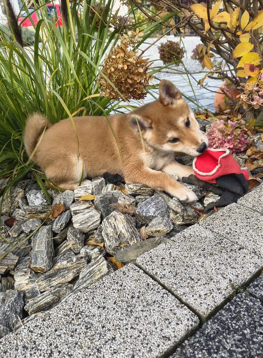 Śliczna suczka shiba Inu