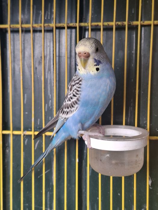 Piriquitos australianos