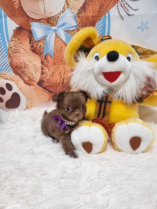 chihuahua macho chocolate de pêlo comprido c Pedigree e afixo