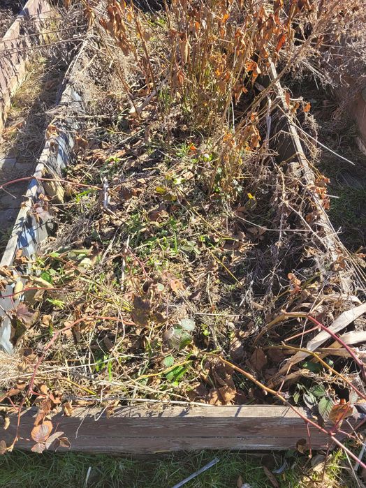 Jeżyna bezkolcowa sadzonki z gruntu