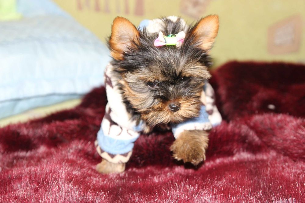 Йорк із лоском та шармом!