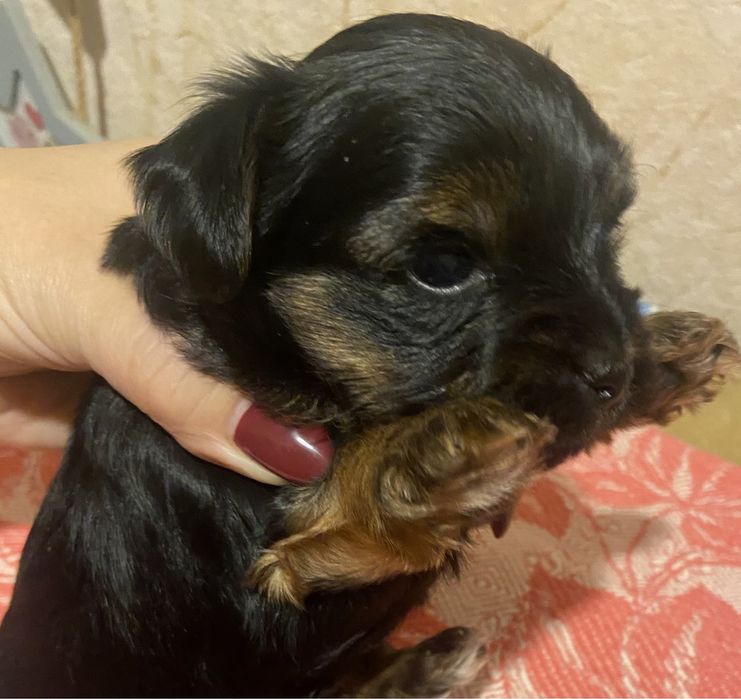 Хлопчик йоркширський тер‘єр