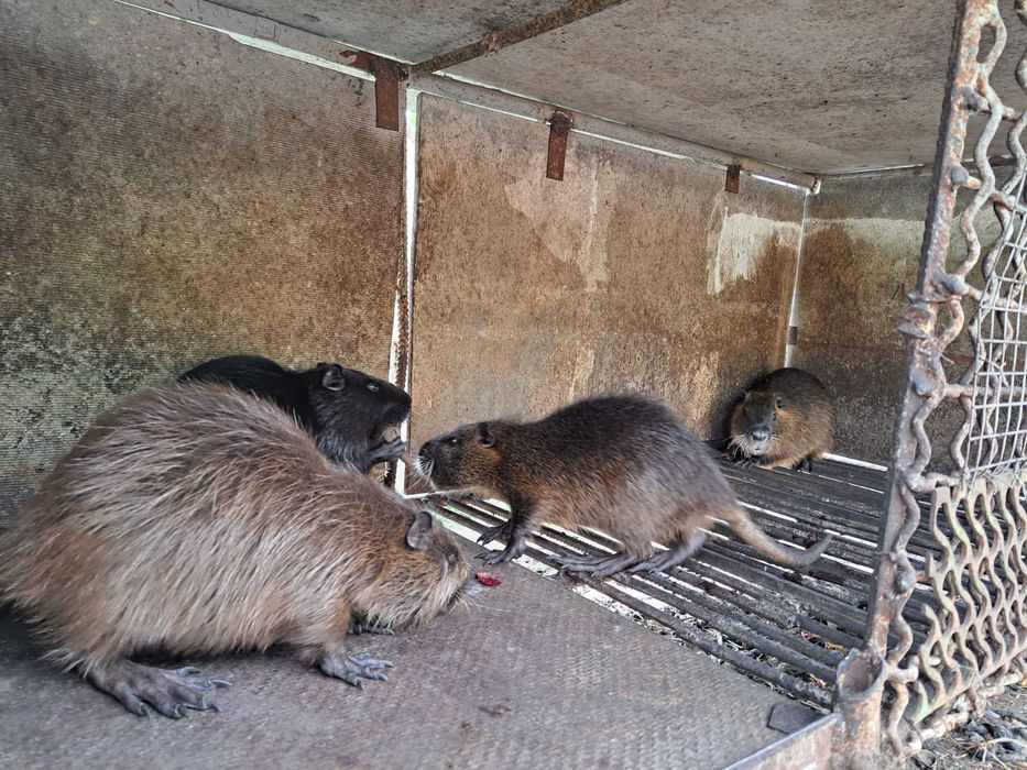 Продам молодих кролів