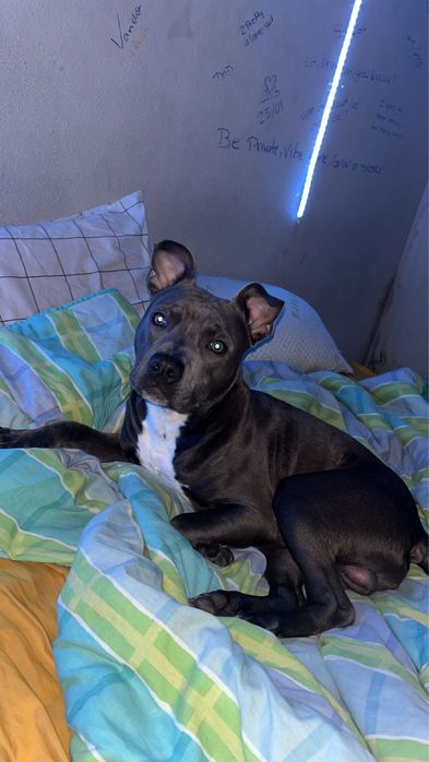 staffordshire bull terrier para venda