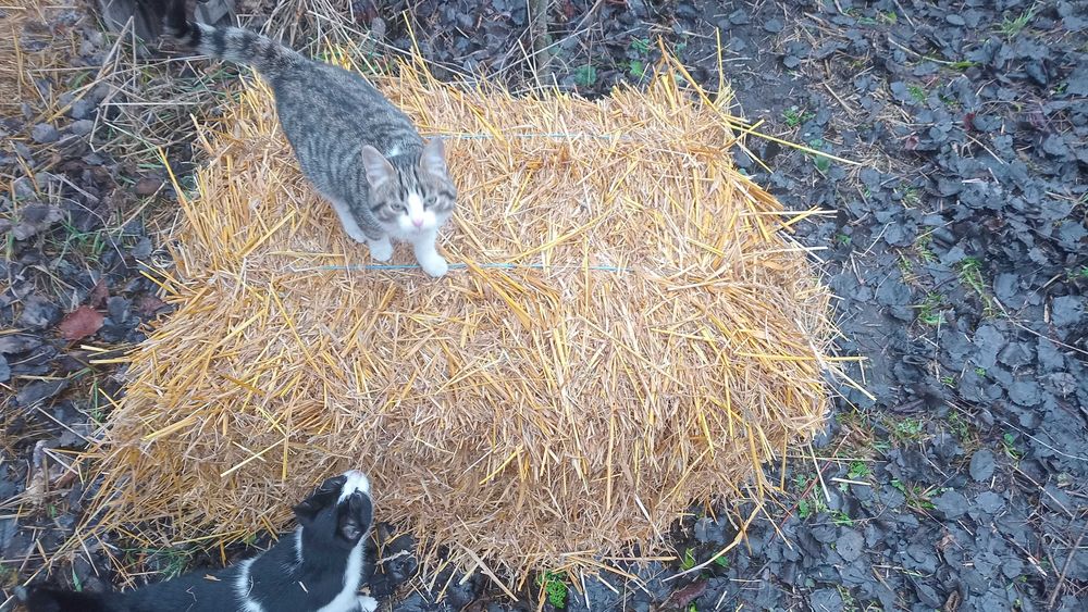 Солома в тюках цьогорічна