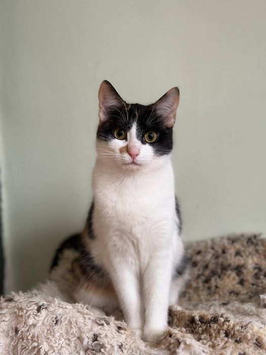 Кошенятко у хороші руки