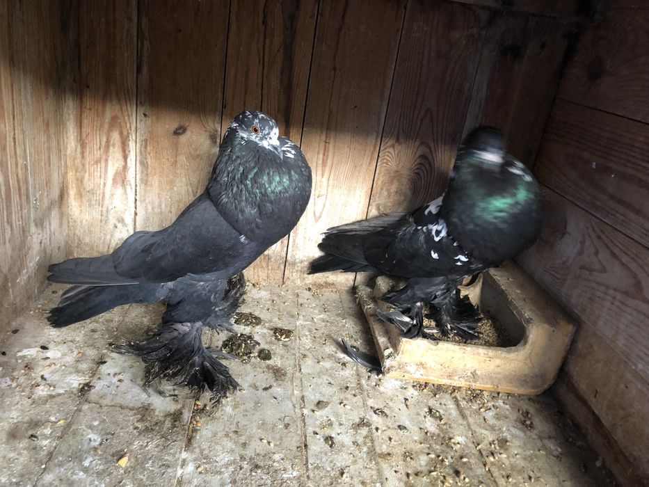 Garłacze pomorskie para