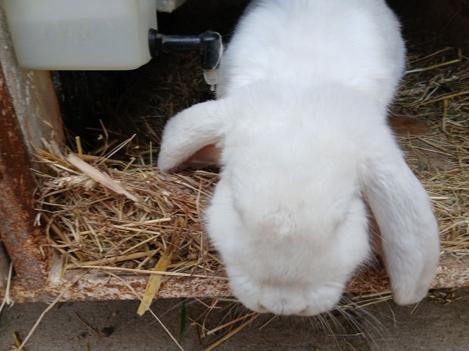 Młode samce barana francuskiego