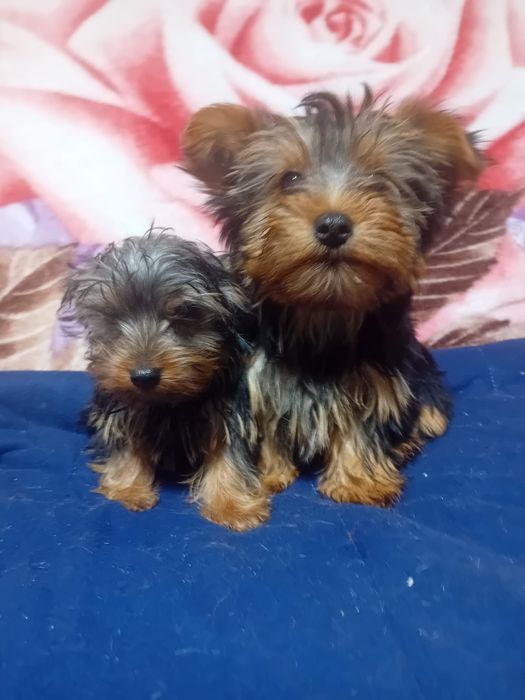 Yorkshire Terrier