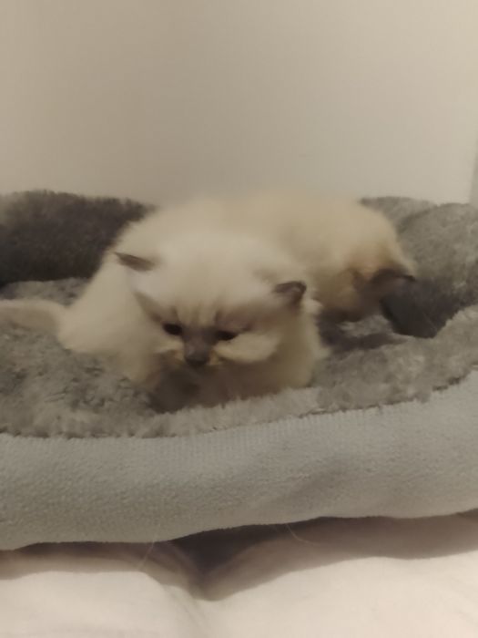 Британські котики