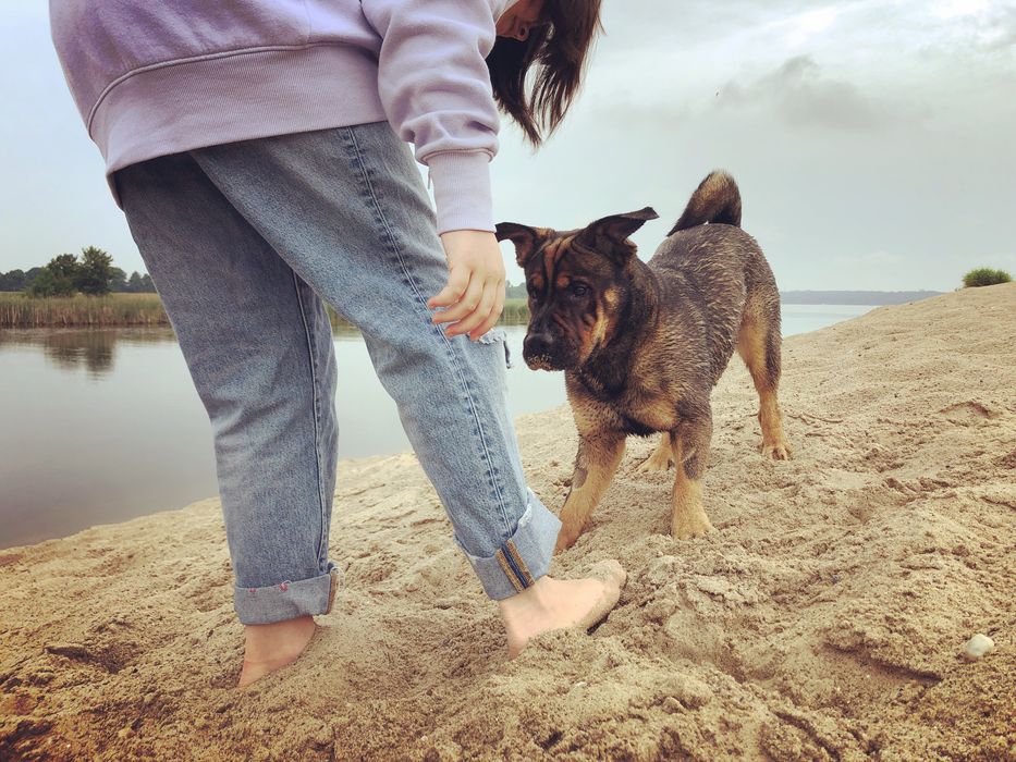 Suczka podobna do Shar pei szuka domu