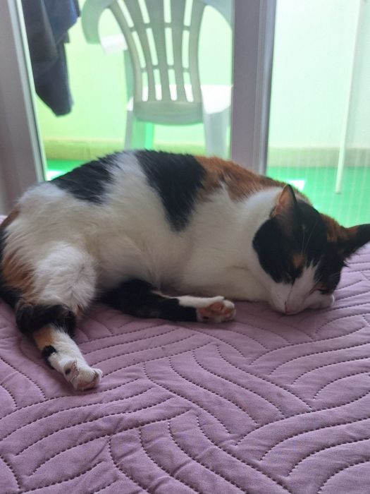Pet Sitting de Confiança – Cuido do seu patudo com amor e segurança – Disponível já!