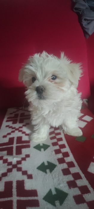 Śliczne maltańczyki