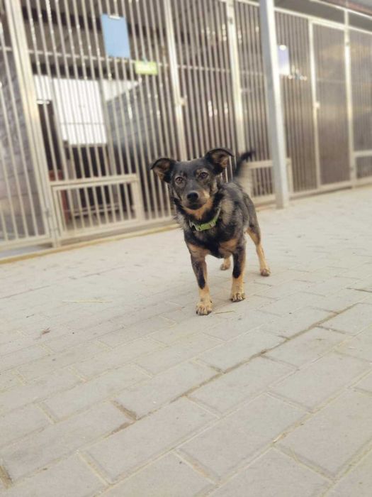 BUENO  mały dziki pies adopcja schronisko