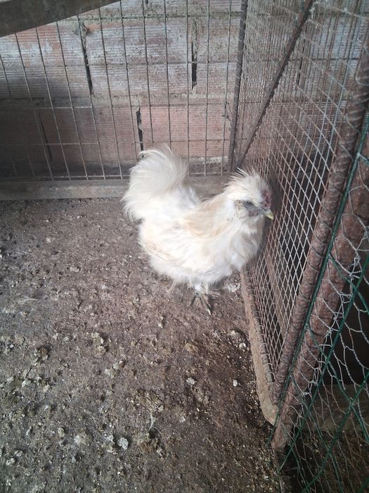 Galo sedoso com um ano